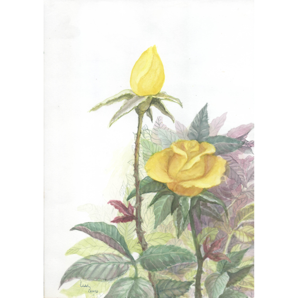 Rosas Amarelas